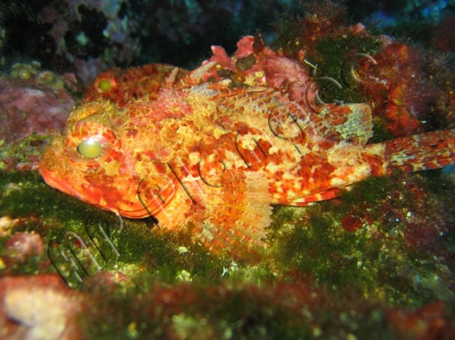  TasCasse em Mediterranee 